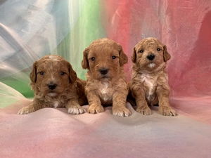 Two Female and One Male Bichon Poodle Puppies for Sale
